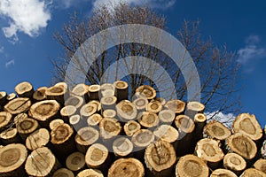 Stack of sawn tree trunks photo