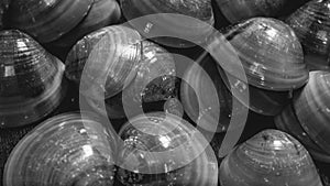 Stack of sea shells. monochrome