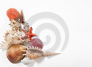 Stack of shells and starfishes
