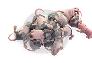 Stack of six days old hairless fancy mouse pups