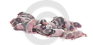Stack of six days old hairless fancy mouse pups, isolated on whi