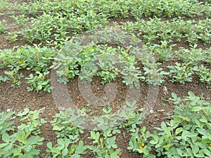 stack of small groundnut plant on the soil