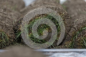 Stack of sod rolls for new lawn