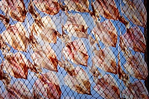 Stack of sundry squid on fishery net against clear blue sky