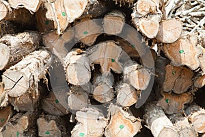 Stack of teak wood log
