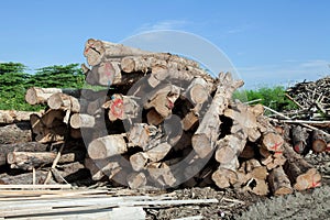 Stack of teak wood log