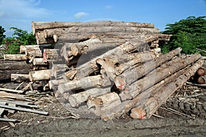 Stack of teak wood log