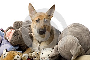 Stack of teddy and a german shepherd