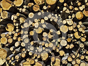 Stack Of Timber