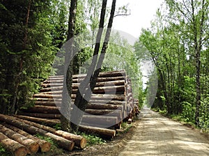 Stack timber in forest, Lithuania