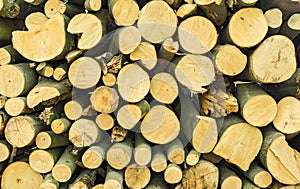 Stack of Timber Lumber of felled Forest trees