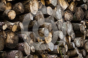Stack of Tree Logs