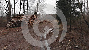 Stack of tree trunks on edge of forest