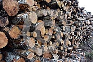 Stack of tree trunks photo