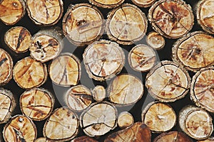 Tree Wood Stumps as Texture Background
