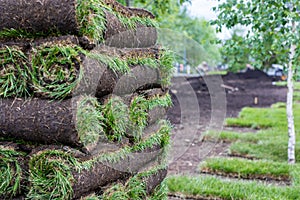 Stack of turf grass for lawn. Carpet of turf, roll of sod, turf grass roll. Installation of landscape and environment