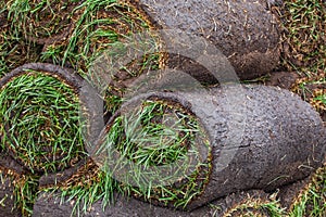 Stack of turf grass roll for lawn