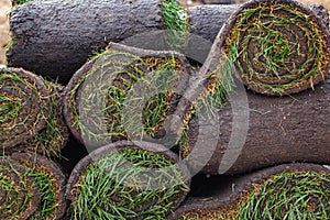 Stack of turf grass roll for lawn