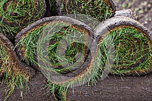 Stack of turf grass roll for lawn