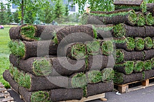 turf grass rolls for lawn. Carpet of turf, roll of sod for landscaping. Installation of modern landscape and environment