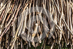 A stack of twigs and branches