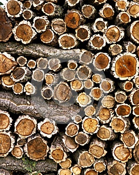 Stack of Wood, Cork Oaks, quercus suber