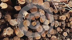 Stack of wood cut in the forest for wood industry