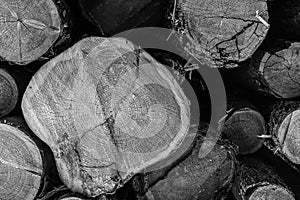 Stack of wood end sawed trunks logs gray toned monochrome background basis design of the site, natural building material