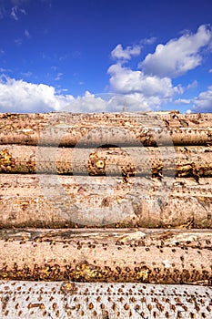 stack of wood in the forest