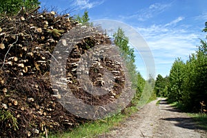 Stack of Wood Fuel by Forest Road