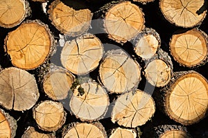 Stack of wood logs