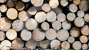 Stack of wood logs, firewood in a forest