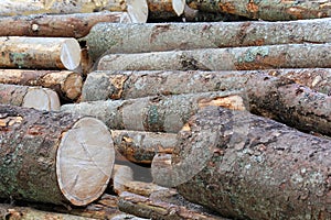 A stack of wood logs in the forest