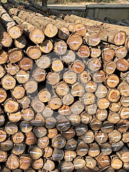 stack of wood logs in the winter forest