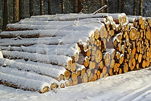 Stack of wood in winter