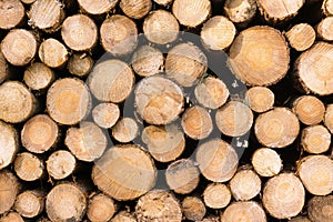 A stack of wooden timber logs in various sizes