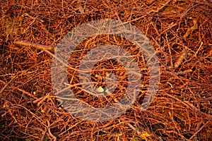 Stack of wooden twigs background