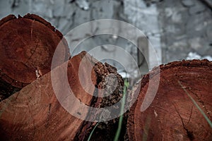 Stack of  Xylia xylocarpa Taub Leguminosae stumps ready for use in construction