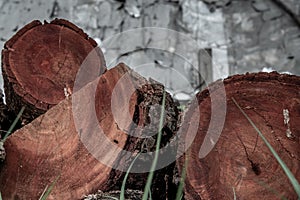 Stack of  Xylia xylocarpa Taub Leguminosae stumps ready for use in construction