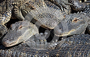 Stacked alligators