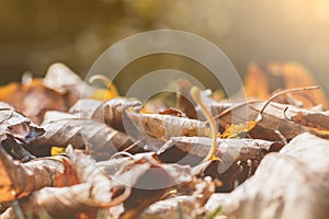 Stacked autumn leaves background with sun flare