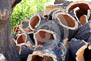 Stacked bark near cork oak in Alentejo, Portugal photo