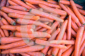 Stacked bunched of fresh raw carrots