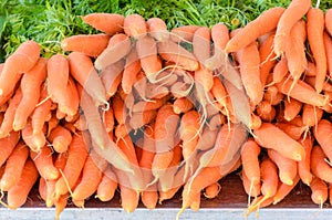 Stacked bunched of fresh raw carrots