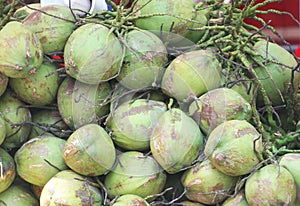 Stacked coconuts on the ground