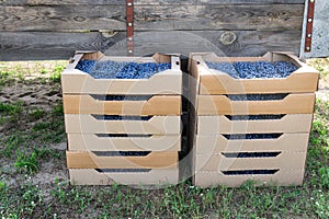 Stacked containers with blueberries