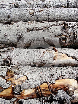 Stacked cut tree log texture