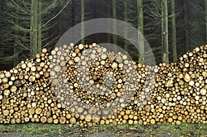 Stacked firewood at the border of a wood