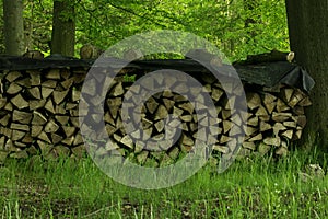 Stacked Firewood In The Forest In Lower Saxony