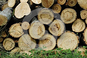 Stacked firewood tree logs